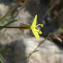 Image of California suncup