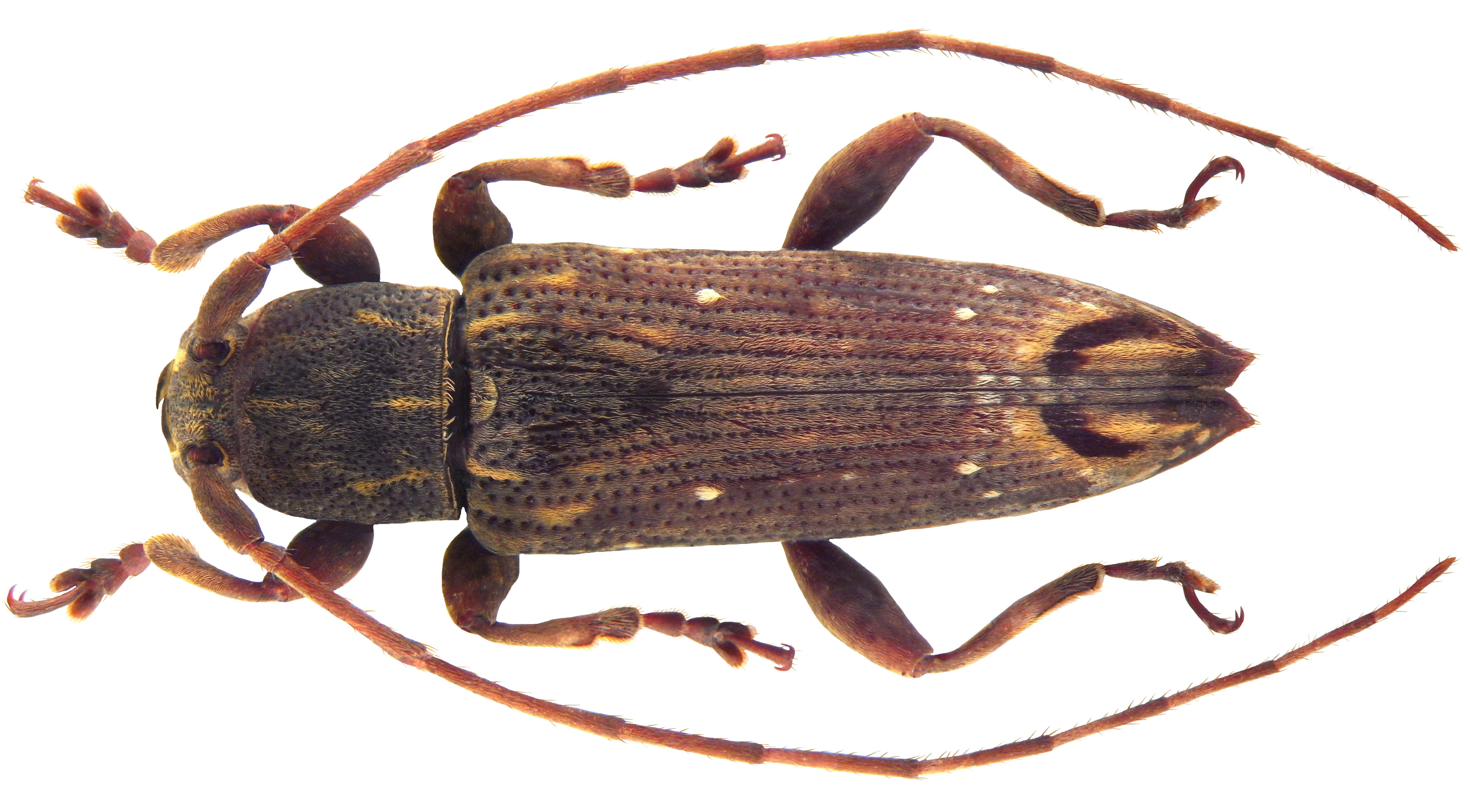 Mycerinopsis palavana (Aurivillius 1927) resmi