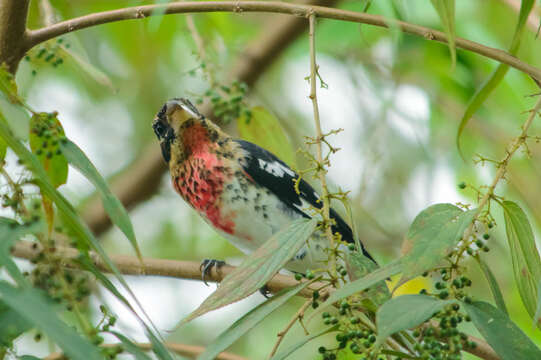 Image of Rose-breasted Grosbeak