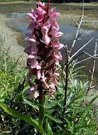 Dactylorhiza incarnata (L.) Soó resmi