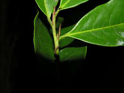 Image of Erythroxylum citrifolium A. St.-Hil.