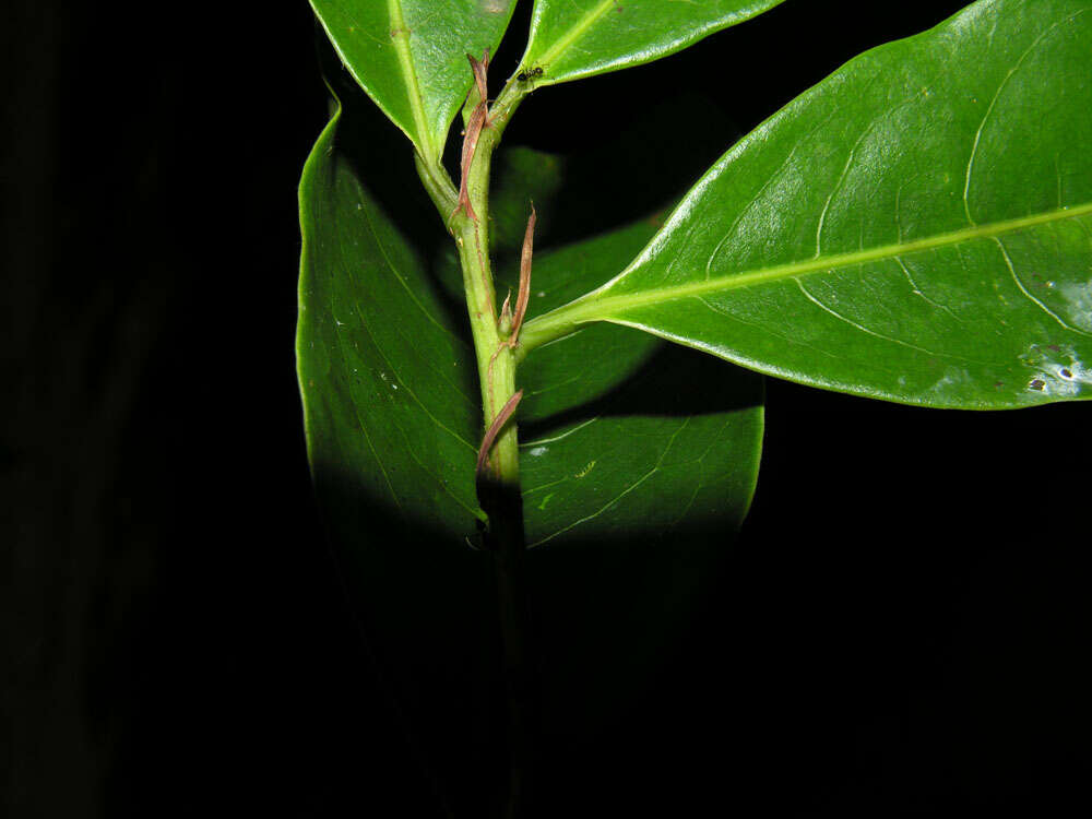 Image of Erythroxylum citrifolium A. St.-Hil.