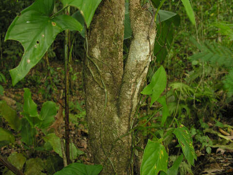 Imagem de Forchhammeria trifoliata Radlk. ex Millsp.