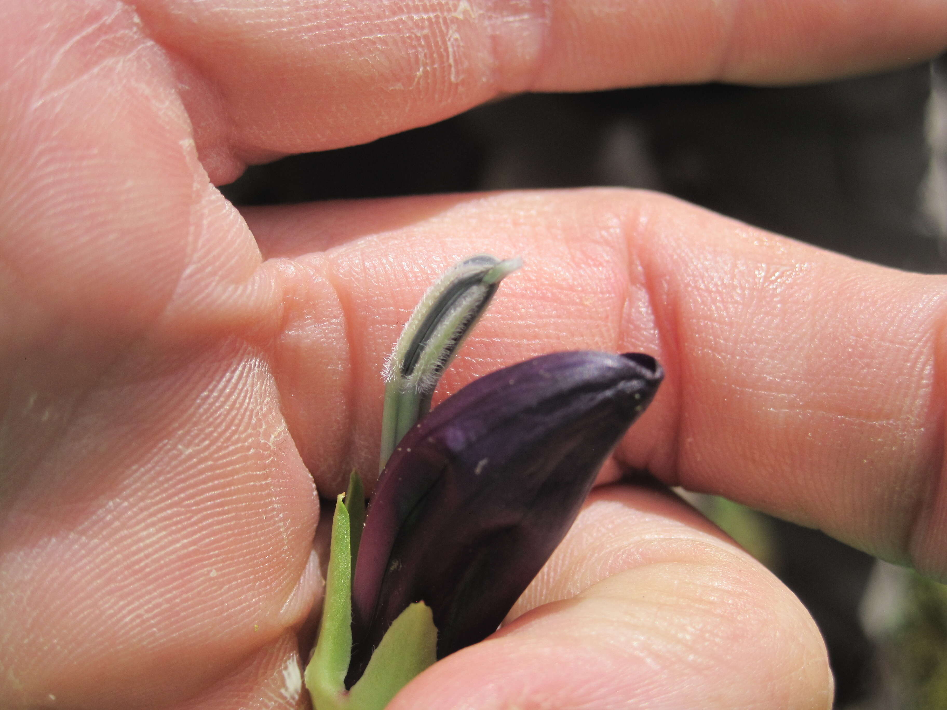 Image of Lobelia gregoriana Baker fil.