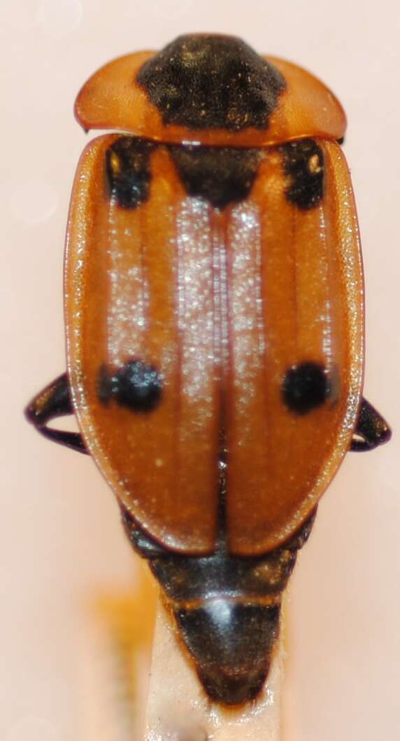 Dendroxena sexcarinata Motschulsky 1861 resmi