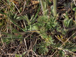 Image of Pulsatilla pratensis subsp. nigricans (Störcke) Zämelis