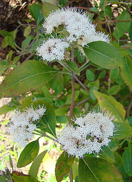 Ageratina fastigiata (Kunth) R. King & H. Rob. resmi