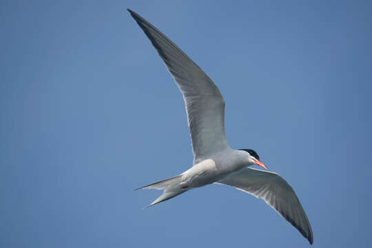 Image of Common Tern