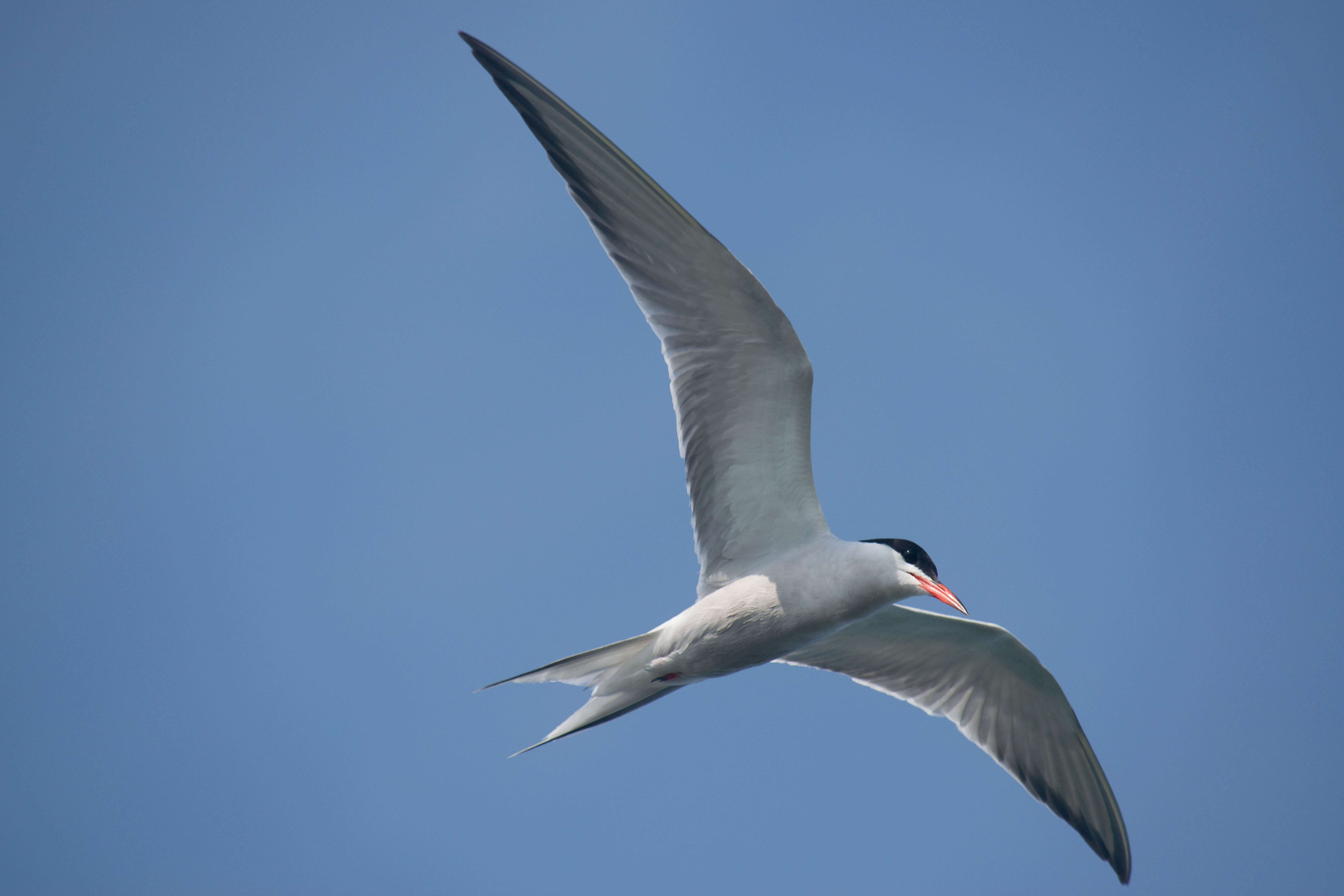 Image of Common Tern