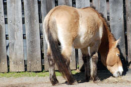 Image of Equus subgen. Equus Linnaeus 1758