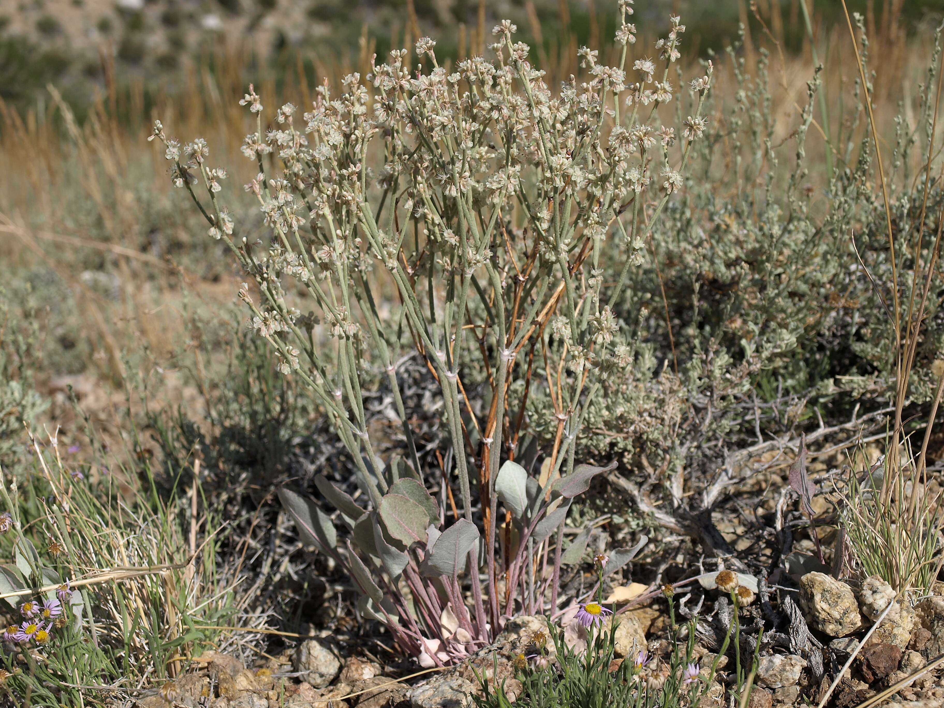 Imagem de Eriogonum rupinum Reveal