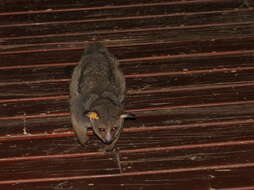 Image of Brown Greater Galago