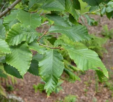 Слика од Fagus grandifolia Ehrh.