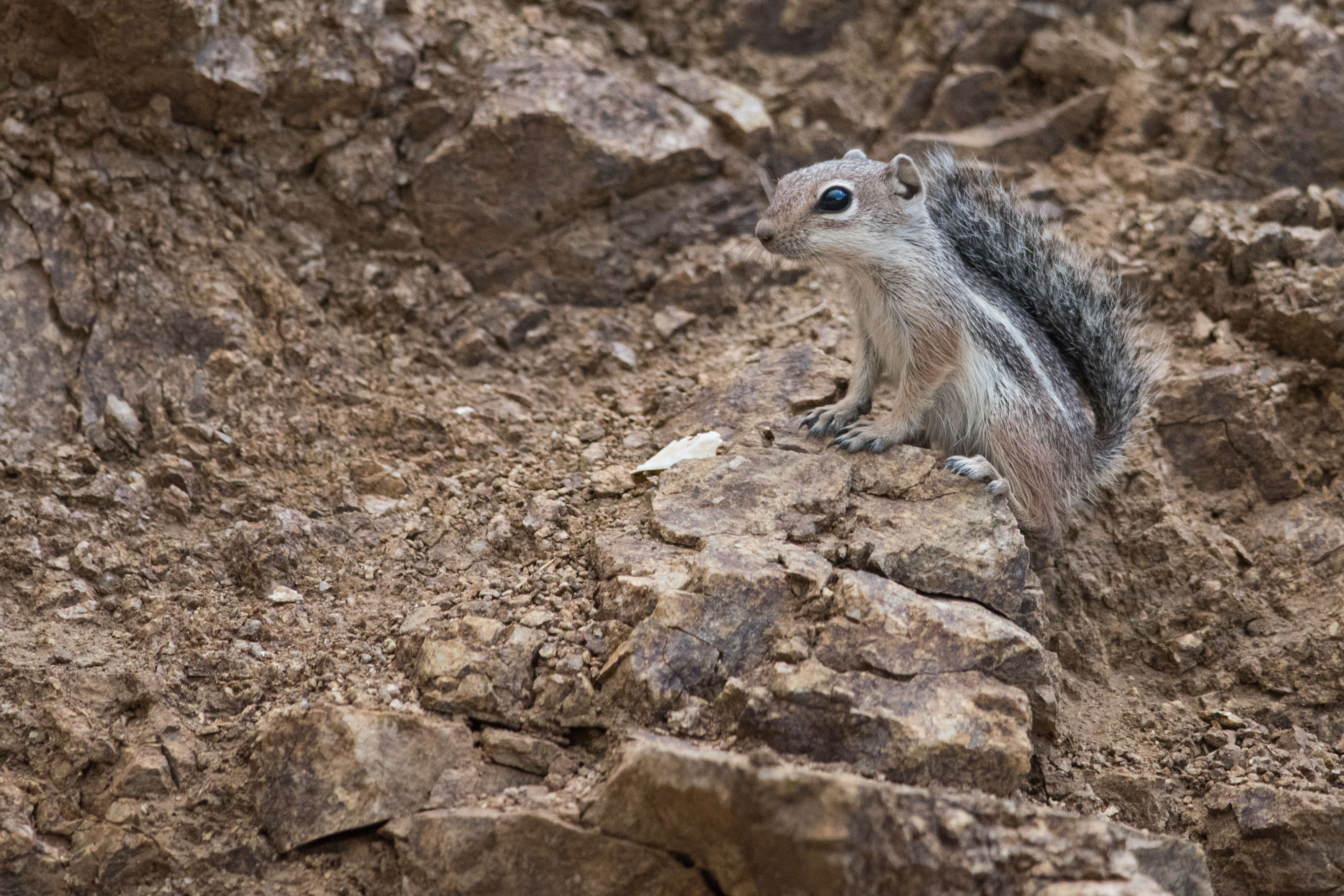 Image of Ammospermophilus Merriam 1892