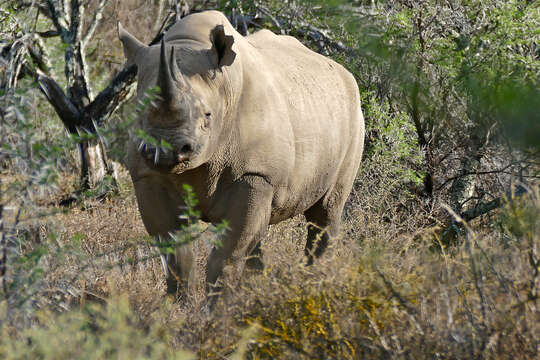 Image of Black Rhinoceros