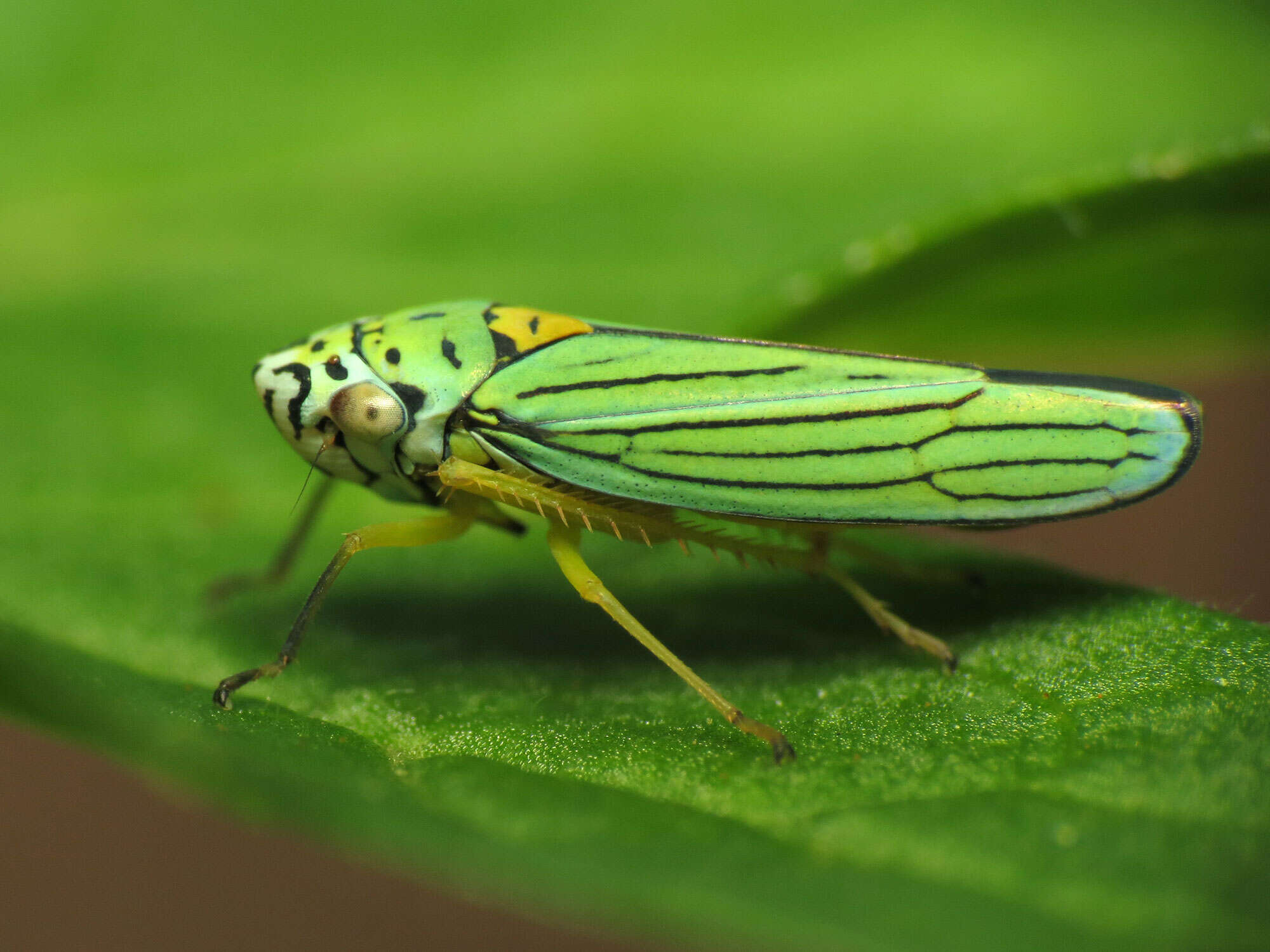 Image of Blue-Green Sharpshooter