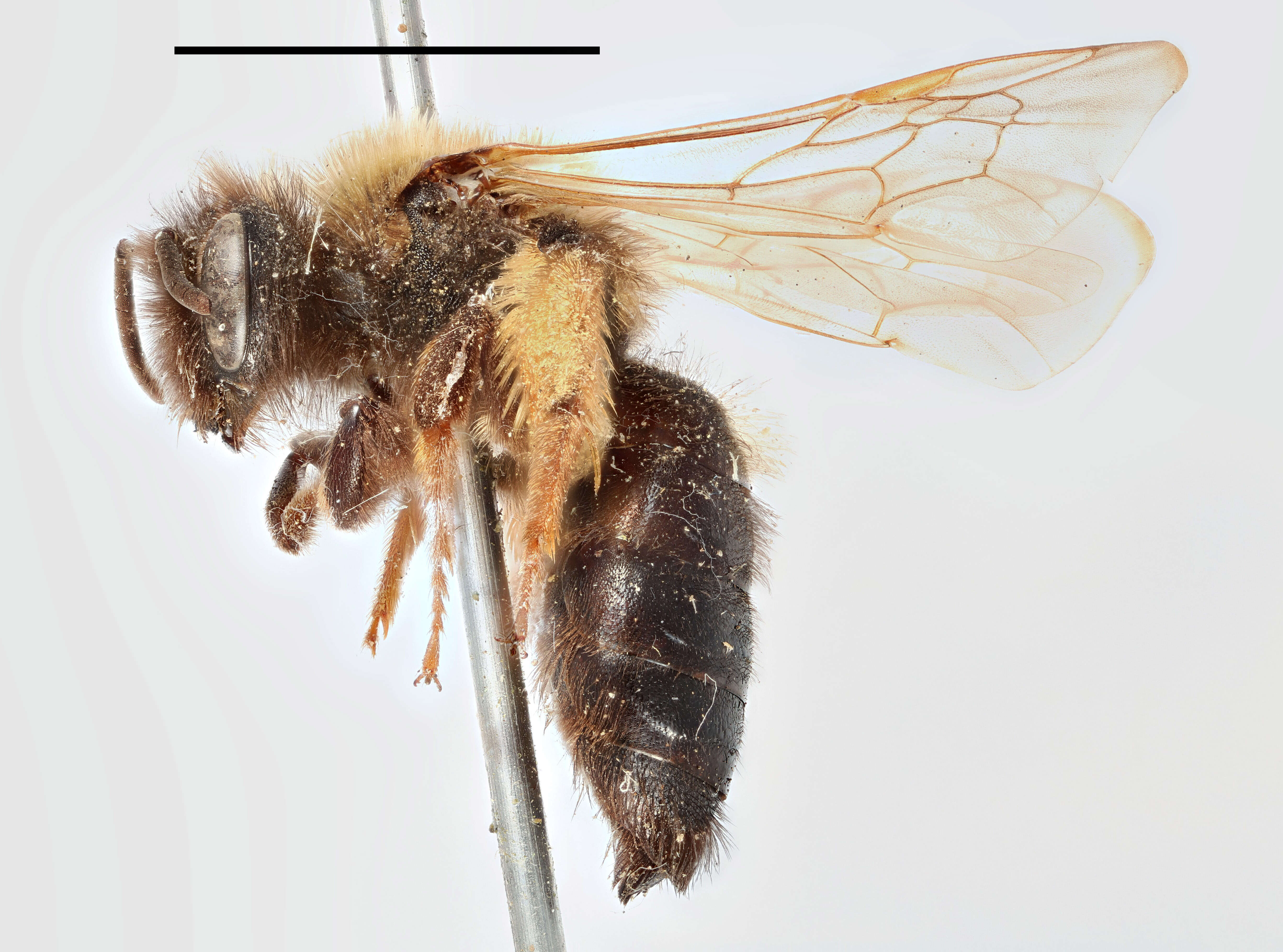 Image of Andrena bimaculata (Kirby 1802)