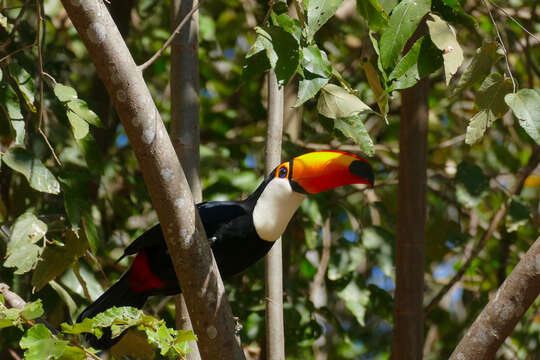 Слика од Ramphastos toco Müller & Pls 1776