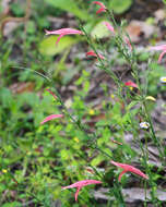 Image de Dicliptera sexangularis (L.) Juss.