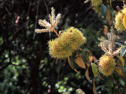 Image of giant chinquapin