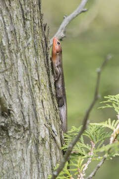 Image of skink