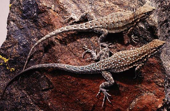 Image of Eastern Side-blotched Lizard