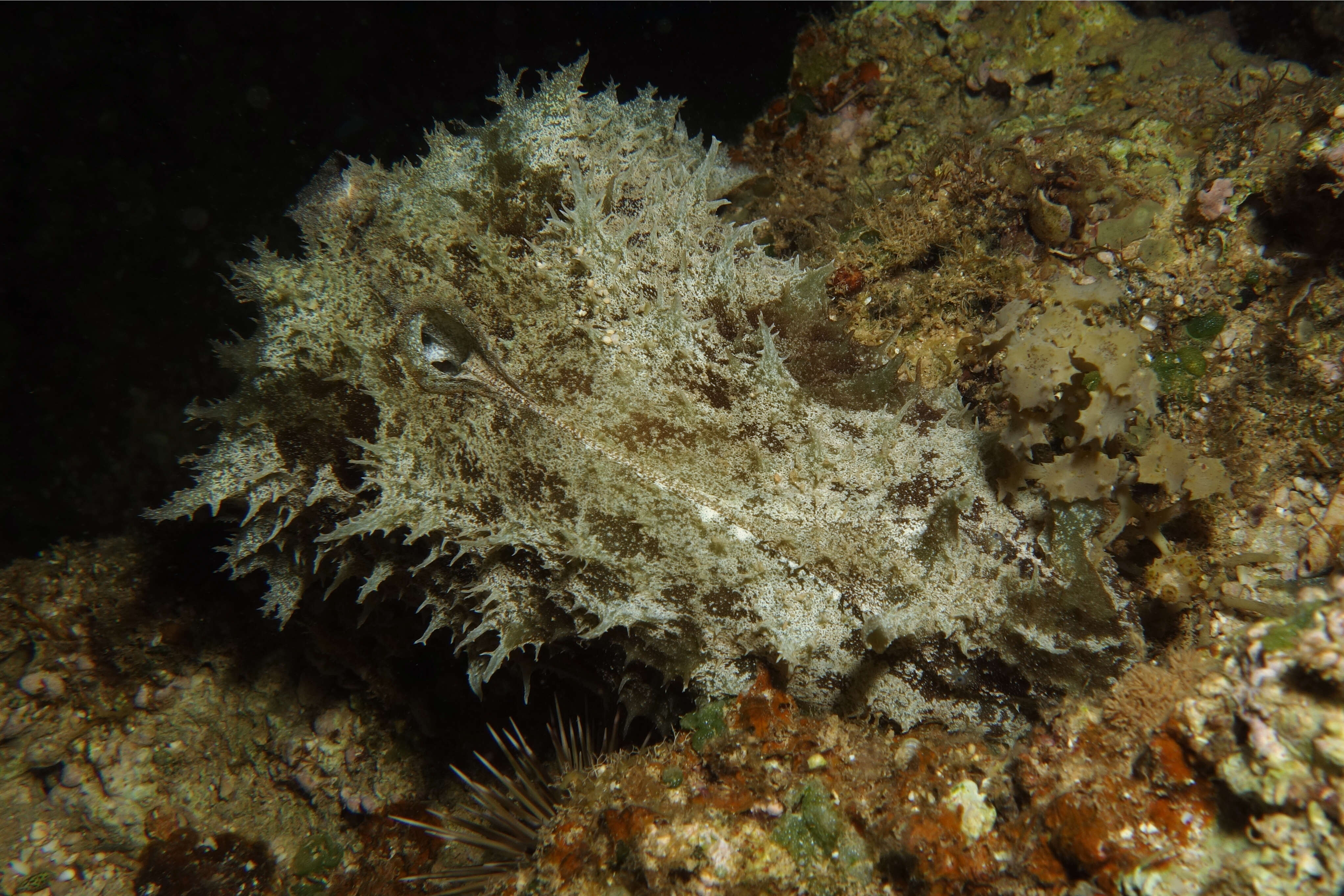 Image of sea hare