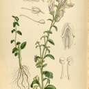 Image of Antirrhinum hispanicum Chav.