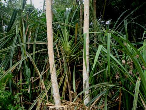 Image of Pandanus helicopus Kurz ex Miq.