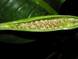 Image of Dieffenbachia concinna Croat & Grayum