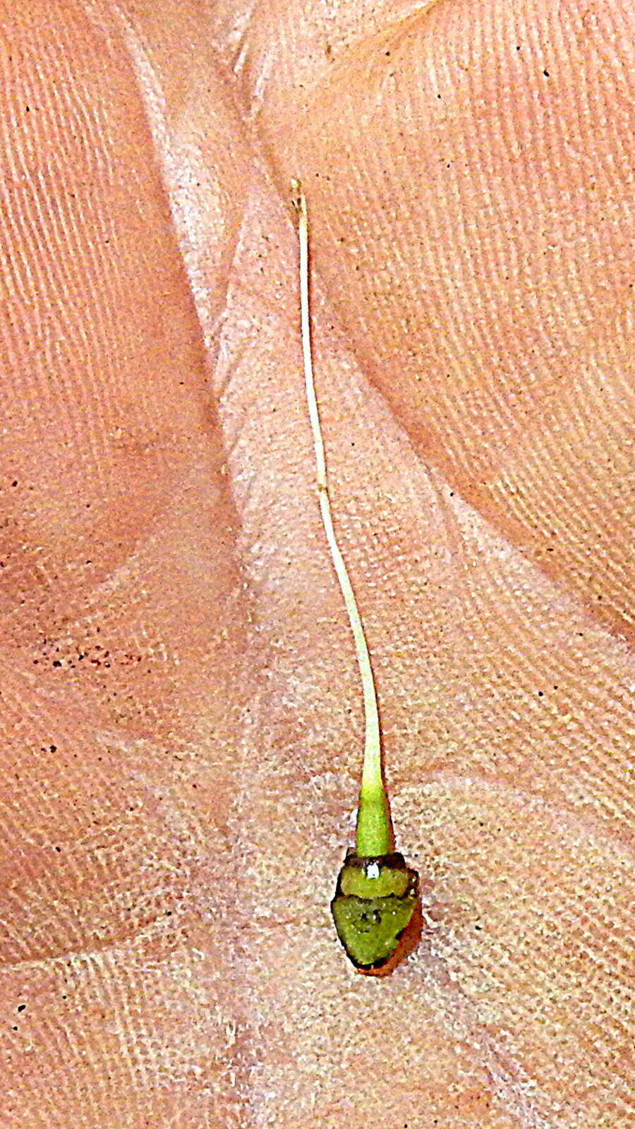 Image of Sparattosperma