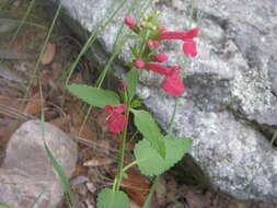 Слика од Stachys coccinea Ortega