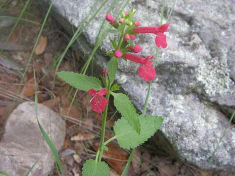 Слика од Stachys coccinea Ortega