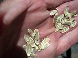 Imagem de Lomatium nudicaule (Pursh) Coult. & Rose