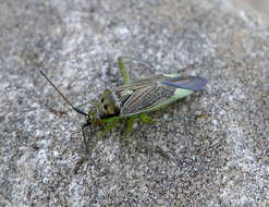 Image of Closterotomus trivialis (A. Costa 1853)