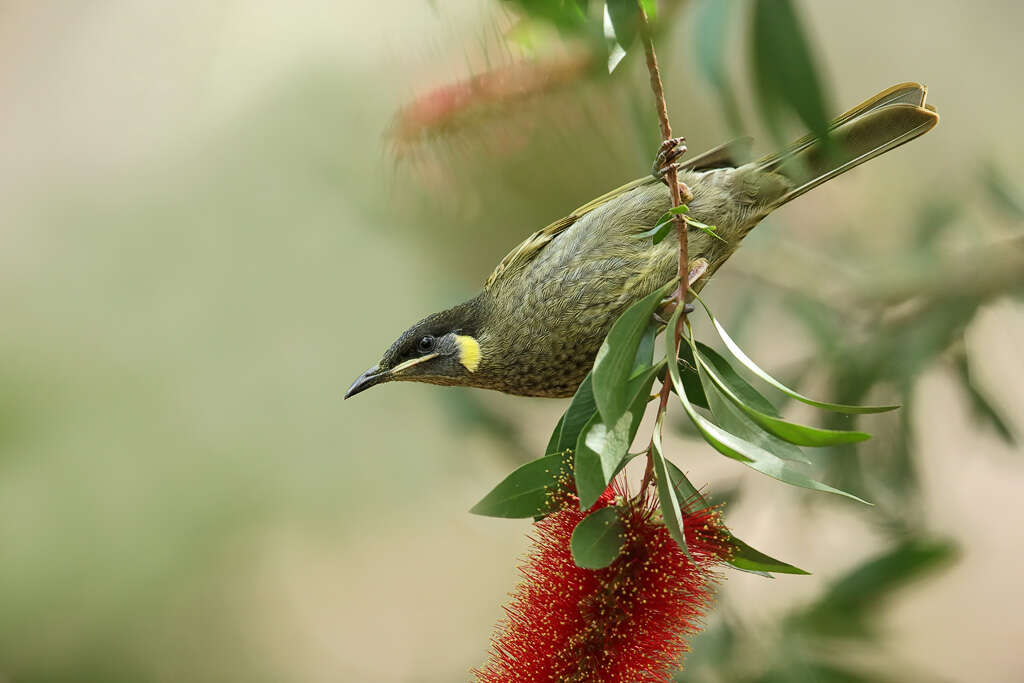 Image of Lewin's Honeyeater