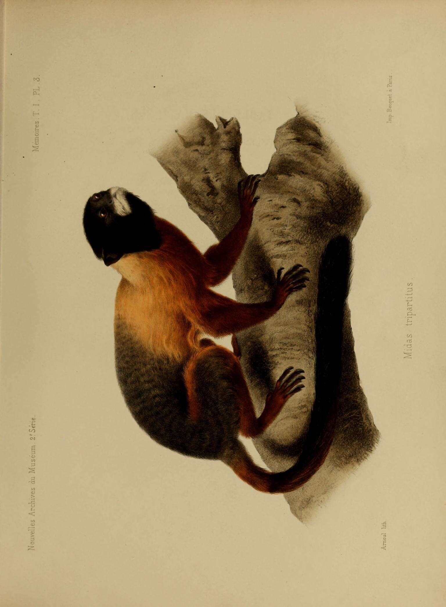 Sivun Leontocebus Wagner 1840 kuva