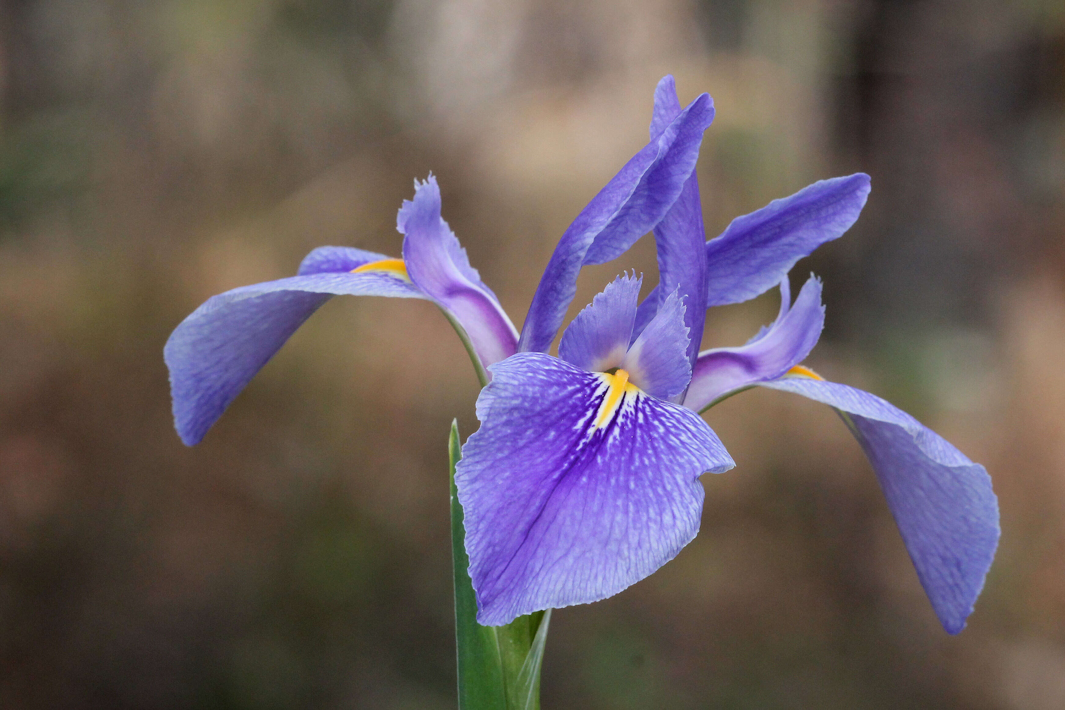 Sivun Iris savannarum Small kuva