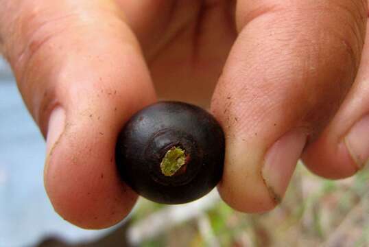 Image of Bactris ferruginea Burret