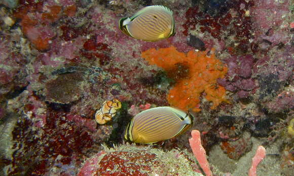 Image of Lineated Butterflyfish