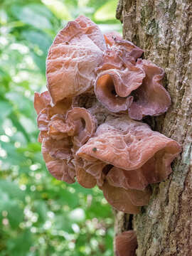 Image of ear fungus