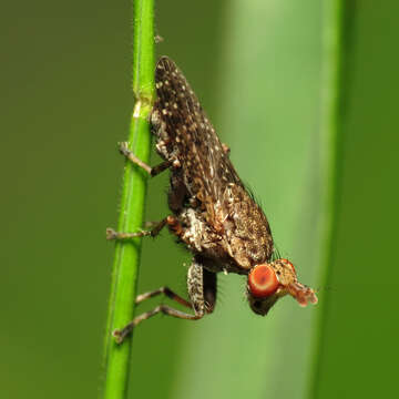 Image of marsh flies