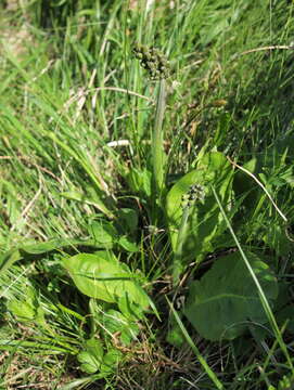 Image of Crepis praemorsa (L.) Tausch