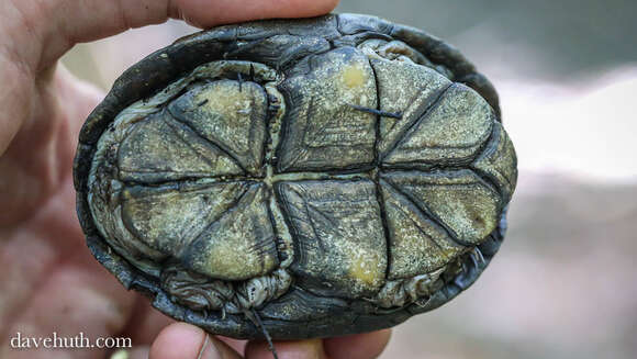 Image of Common Mud Turtle