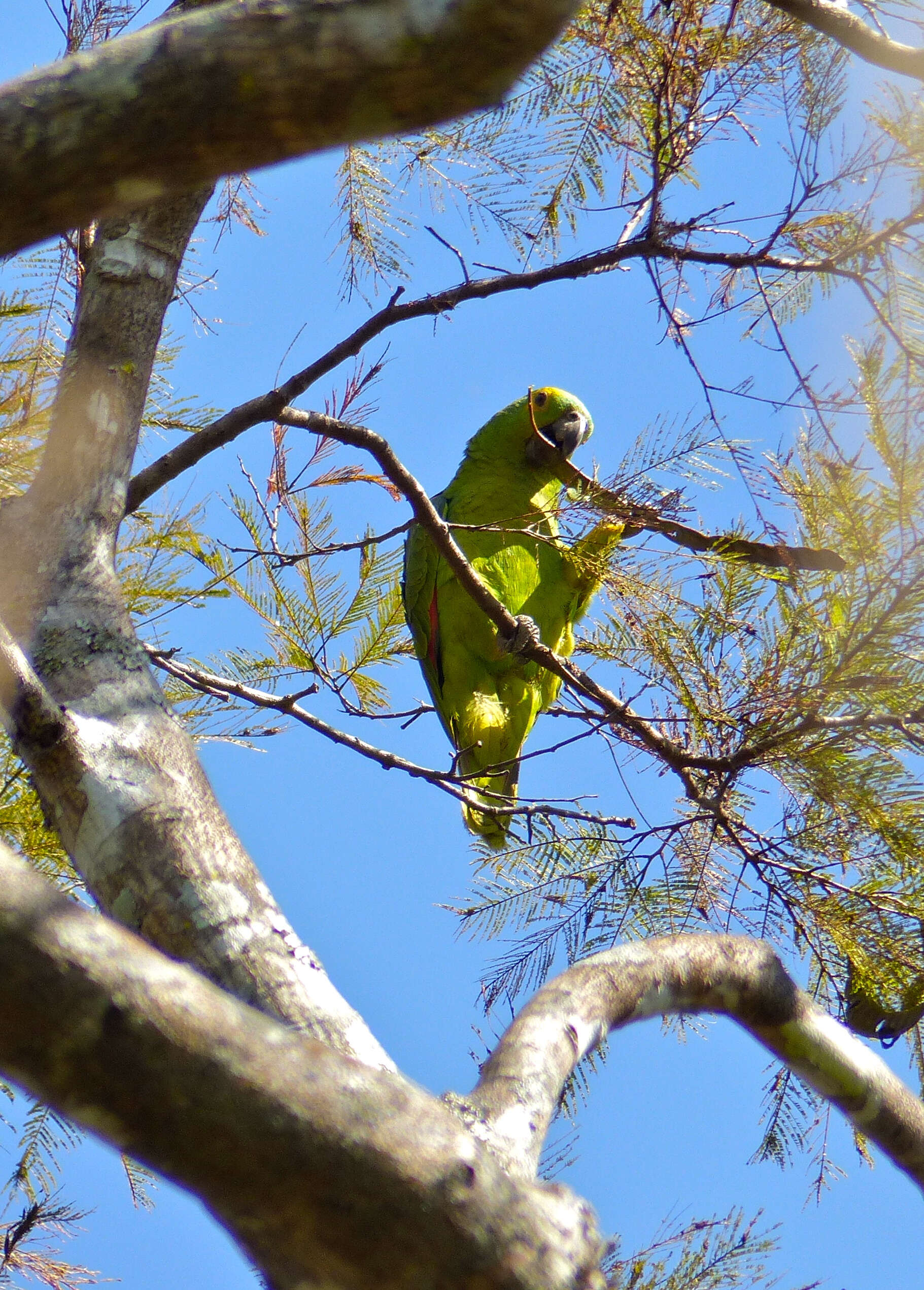 Image of Amazon parrots