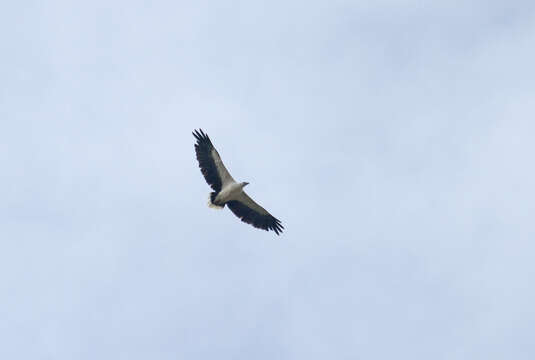 Image of White-bellied Sea Eagle