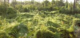 Image of climbing fern