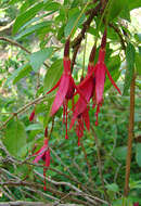 Image of Fuchsia hatschbachii P. E. Berry