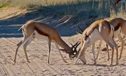 Image of Springbok