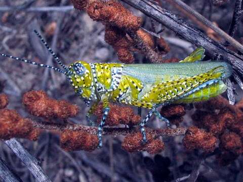 Poecilotettix的圖片